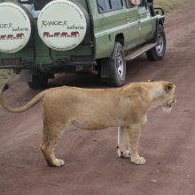 Ngorongoron suojelualue, Tansania