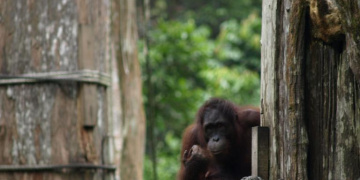 Borneo 2009