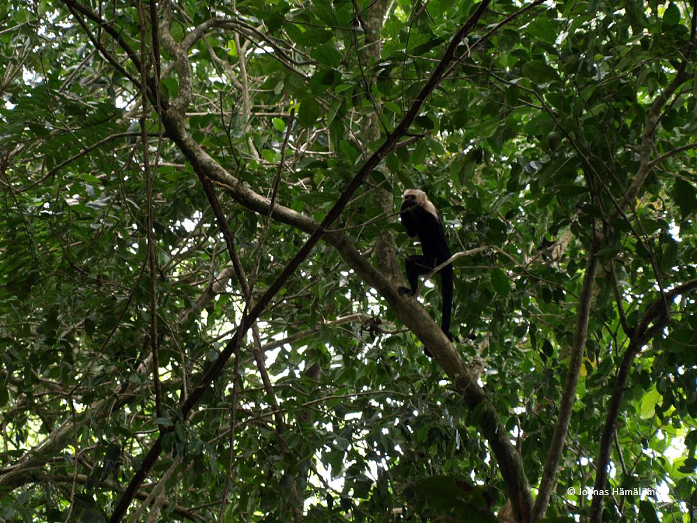 Manuel Antonio, Costa Rica