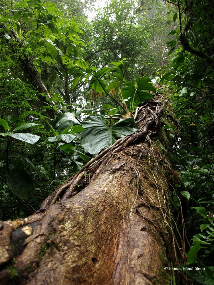 Monteverde, Costa Rica