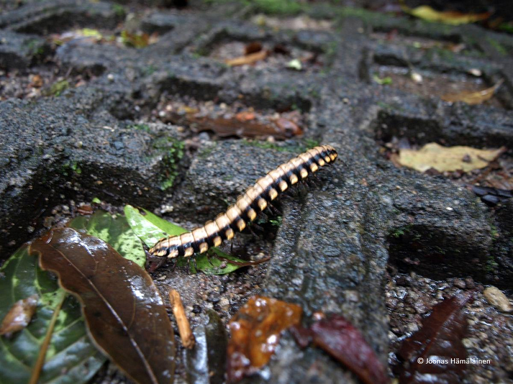 Monteverde, Costa Rica