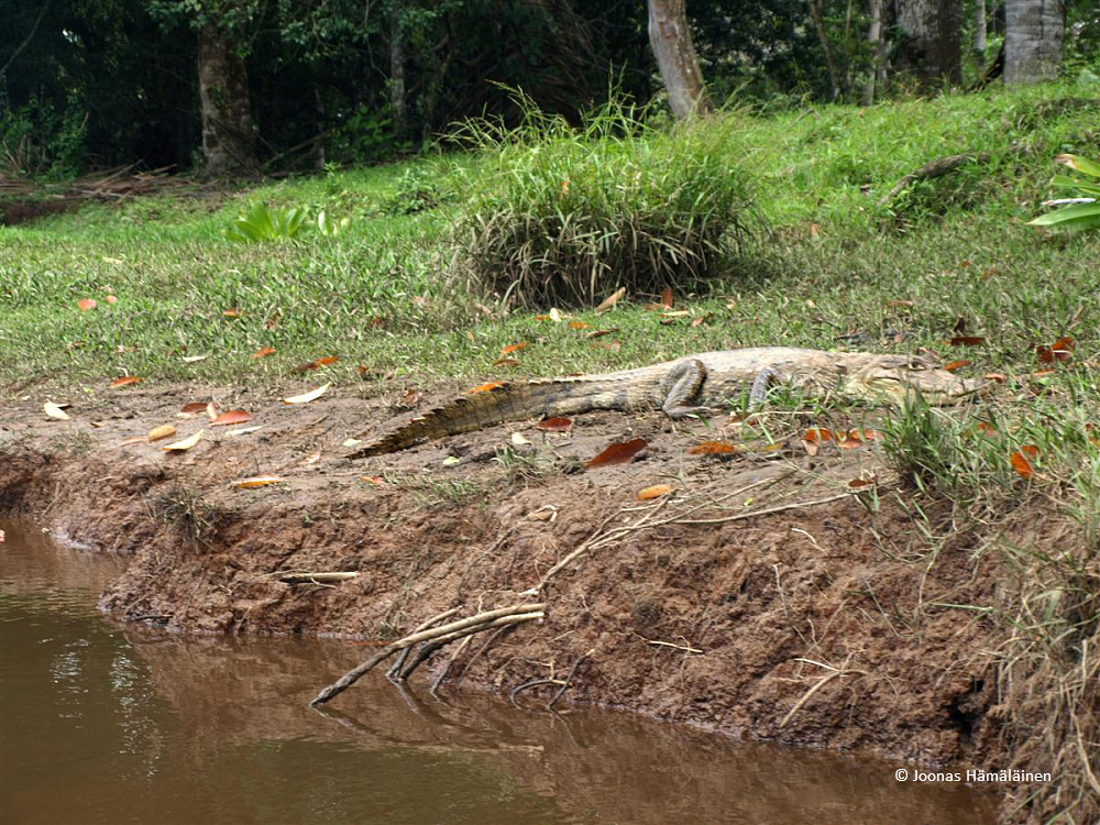 Caño Negro, Costa Rica