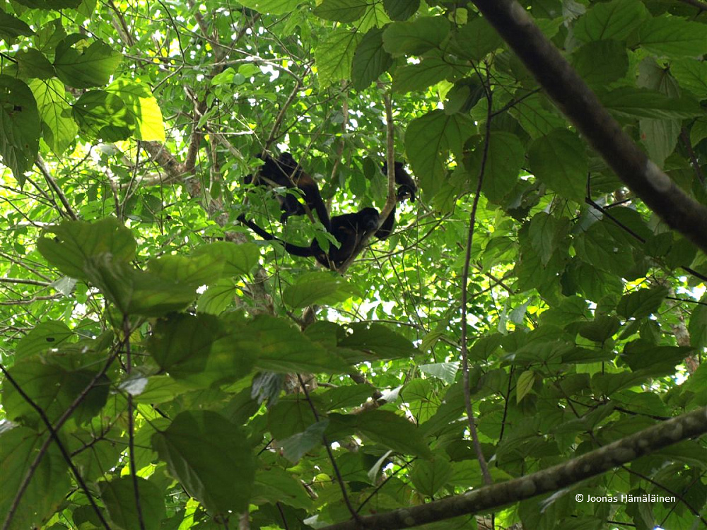 Caño Negro, Costa Rica