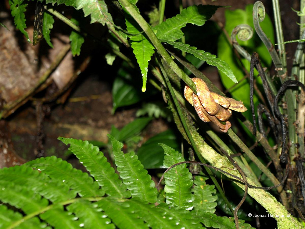 Arenal, Costa Rica