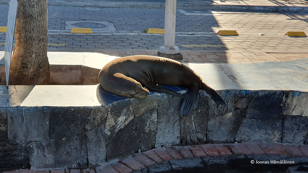 Puerto Ayora, Galapagos, Ecuador