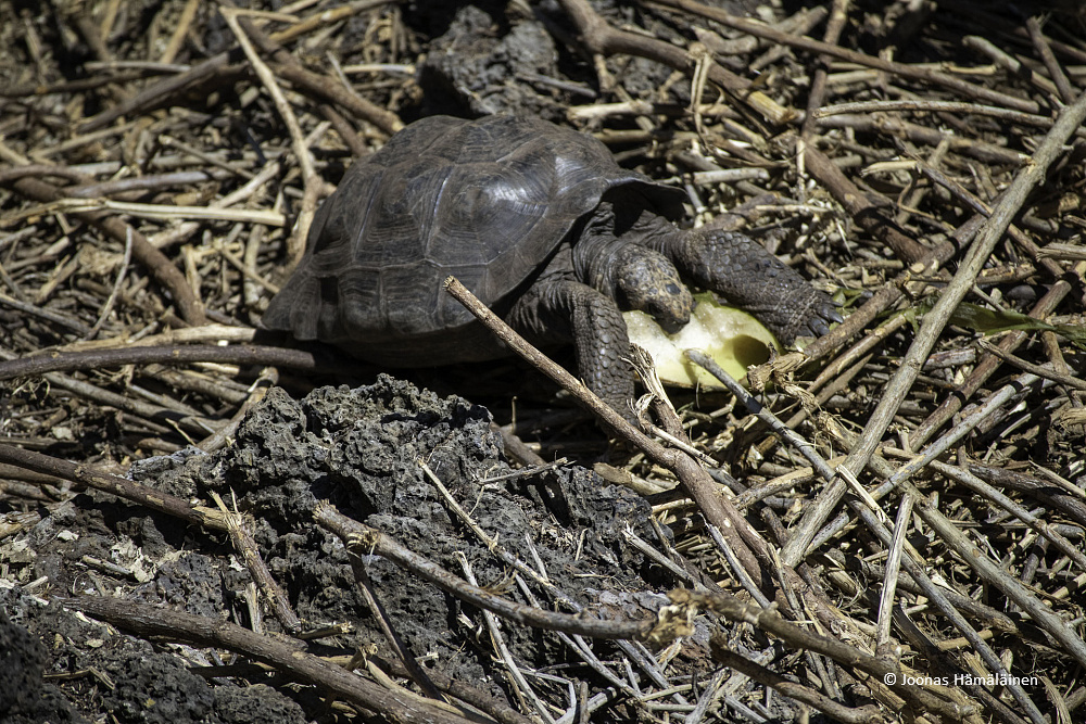 Puerto Ayora, Galapagos, Ecuador