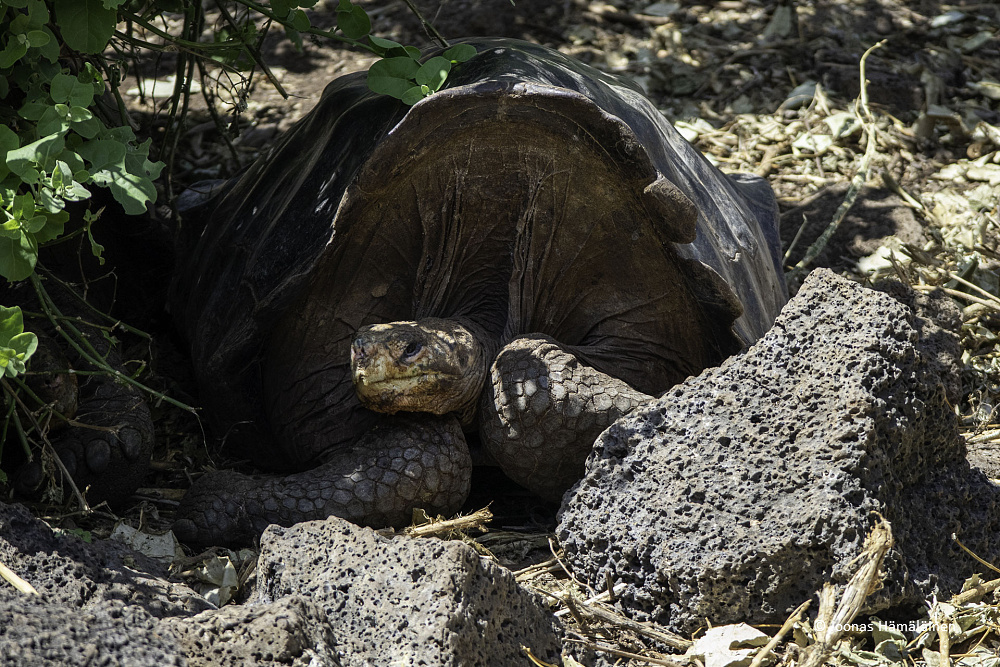 Puerto Ayora, Galapagos, Ecuador