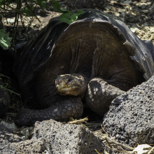 Puerto Ayora, Galapagos, Ecuador