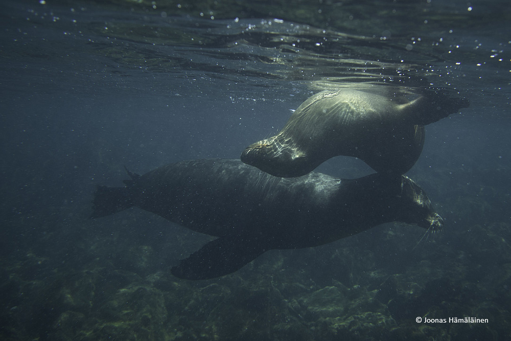 Santa Fe, Galapagos