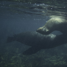 Santa Fe, Galapagos