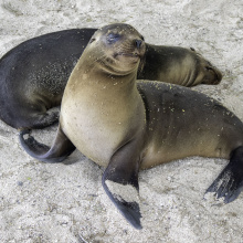 San Cristobal, Galapagos