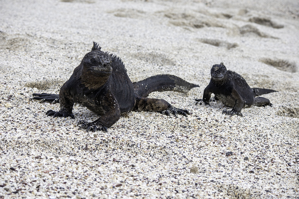 San Cristobal, Galapagos