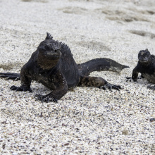 San Cristobal, Galapagos