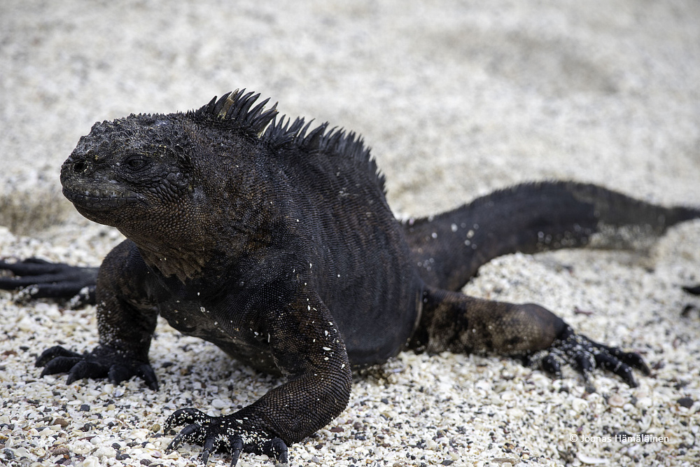 San Cristobal, Galapagos
