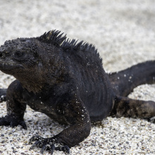 San Cristobal, Galapagos