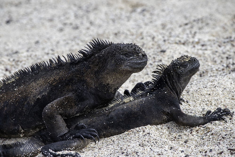 San Cristobal, Galapagos
