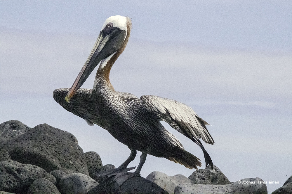 San Cristobal, Galapagos