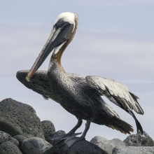 San Cristobal, Galapagos