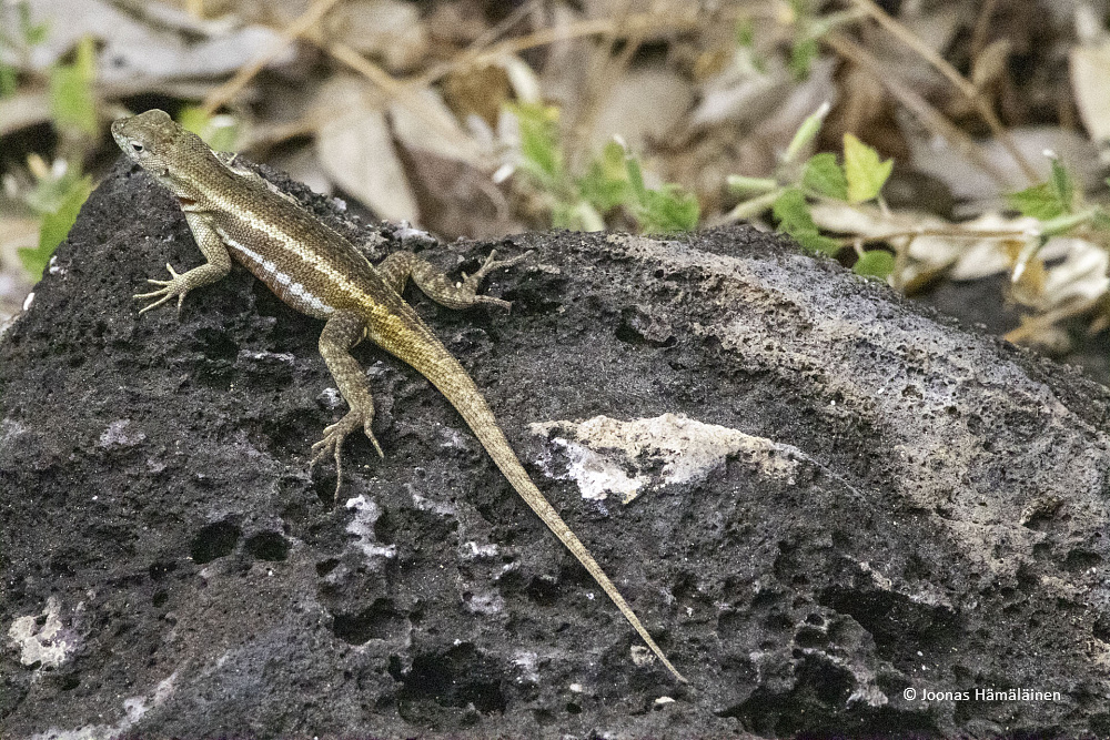San Cristobal, Galapagos