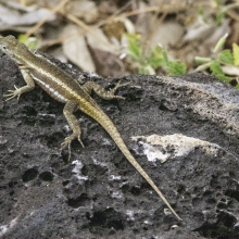 San Cristobal, Galapagos