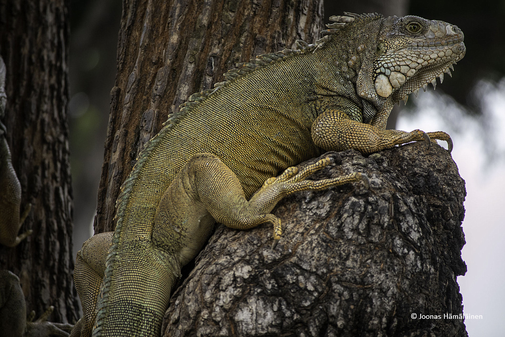 Guayaquil, Ecuador