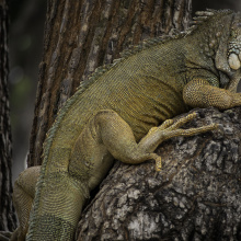 Guayaquil, Ecuador