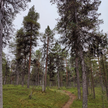 Lemmenjoen kansallispuisto, Inari