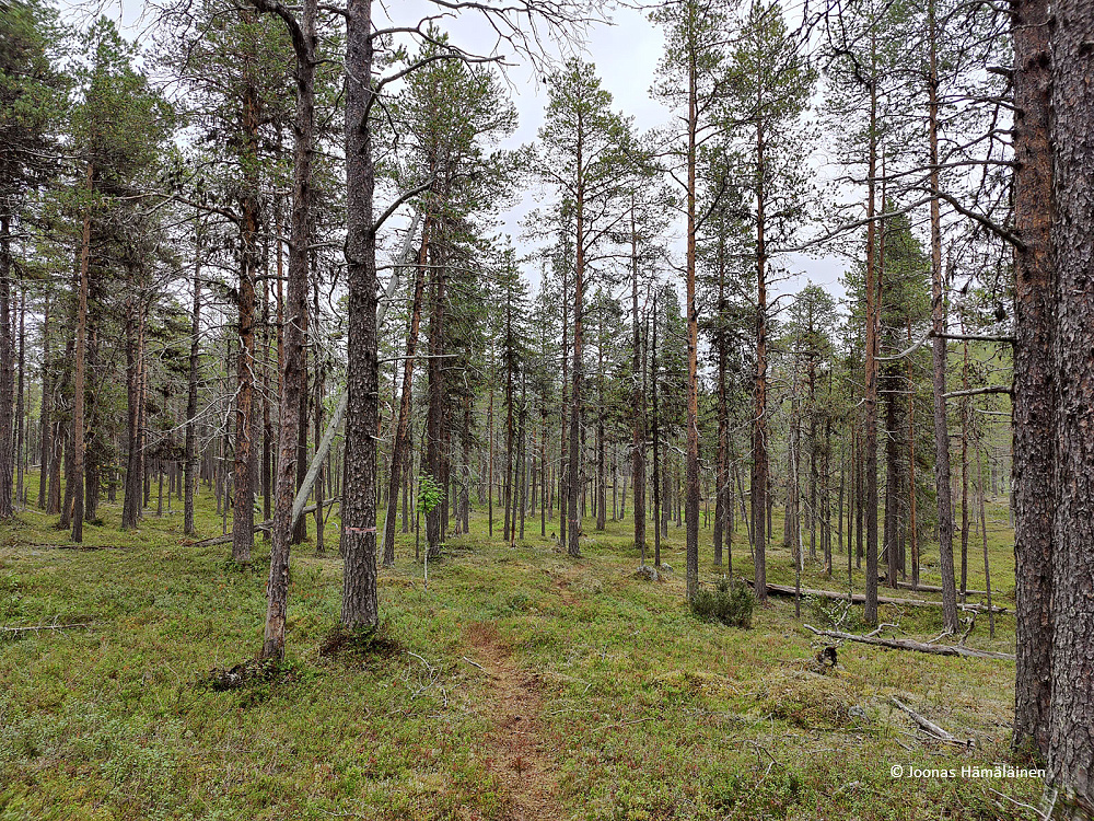 Lemmenjoen kansallispuisto, Inari