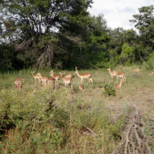 Krugerin kansallispuisto, Etelä-Afrikka