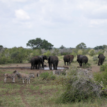 Krugerin kansallispuisto, Etelä-Afrikka