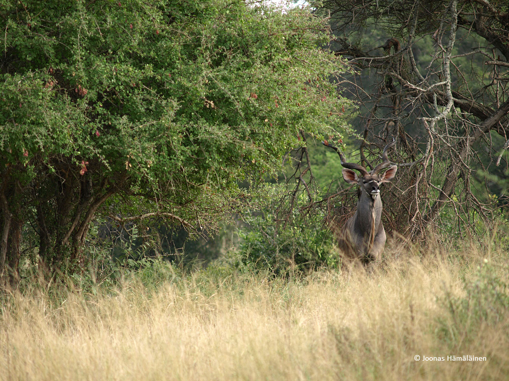 Krugerin kansallispuisto, Etelä-Afrikka