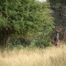 Krugerin kansallispuisto, Etelä-Afrikka