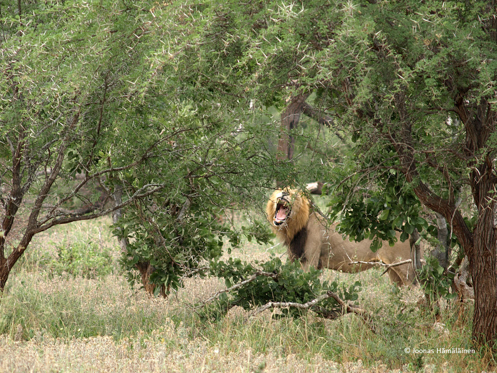 Krugerin kansallispuisto, Etelä-Afrikka