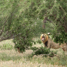 Krugerin kansallispuisto, Etelä-Afrikka