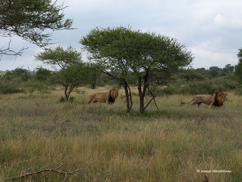 Krugerin kansallispuisto, Etelä-Afrikka