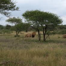 Krugerin kansallispuisto, Etelä-Afrikka