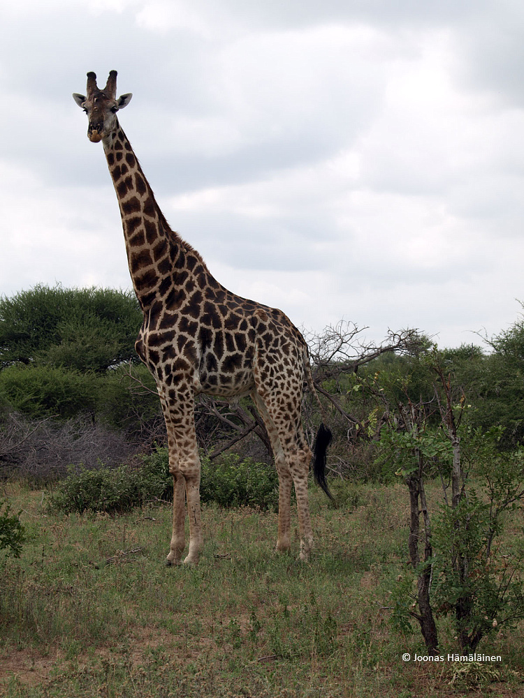 Krugerin kansallispuisto, Etelä-Afrikka