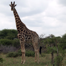 Krugerin kansallispuisto, Etelä-Afrikka