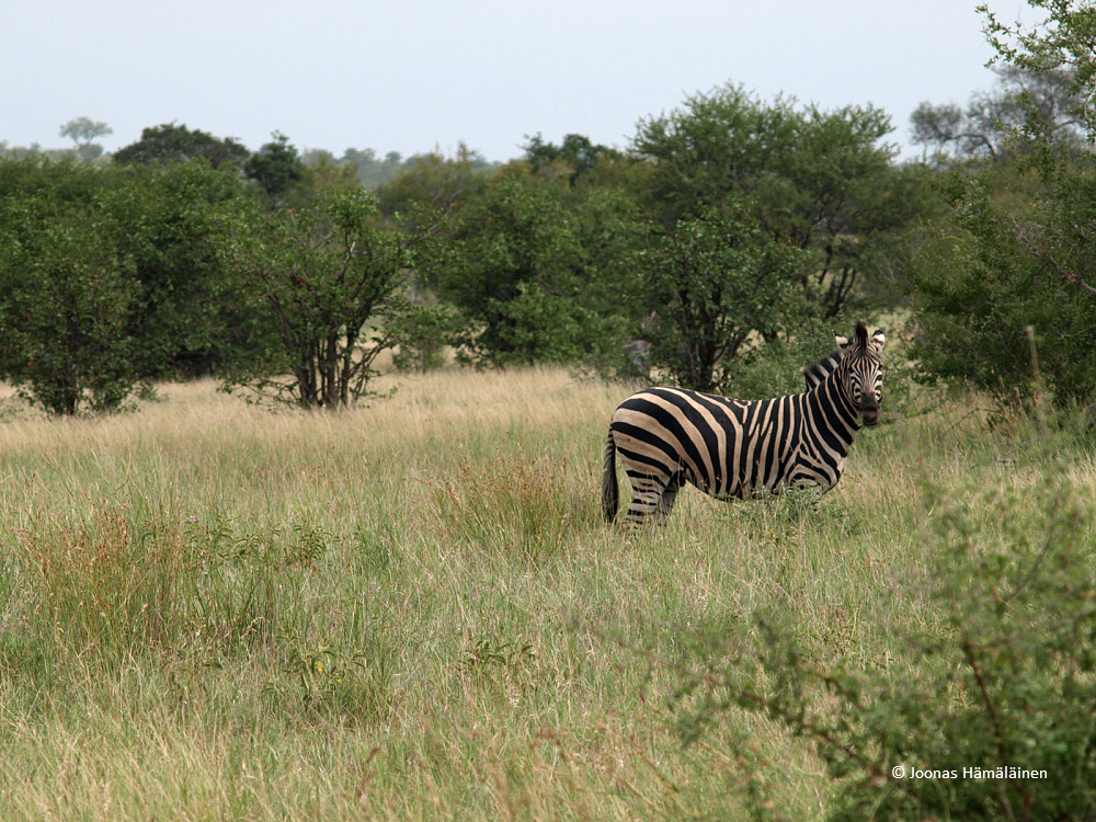 Krugerin kansallispuisto, Etelä-Afrikka