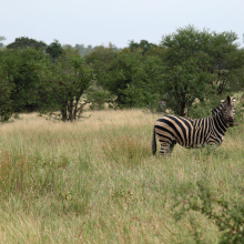 Krugerin kansallispuisto, Etelä-Afrikka