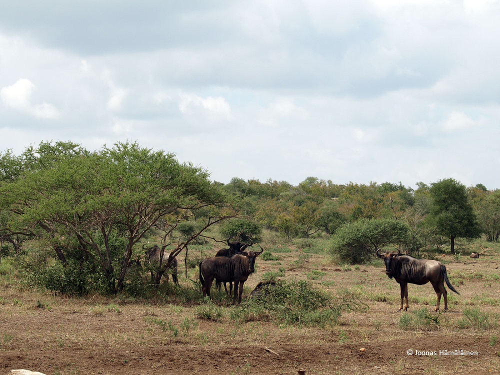 Krugerin kansallispuisto, Etelä-Afrikka