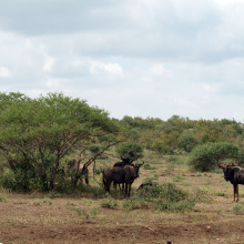 Krugerin kansallispuisto, Etelä-Afrikka