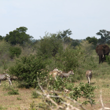 Krugerin kansallispuisto, Etelä-Afrikka Krugerin kansallispuisto, Etelä-Afrikka