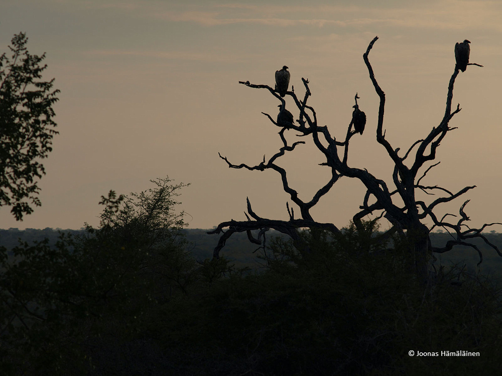 Krugerin kansallispuisto, Etelä-Afrikka