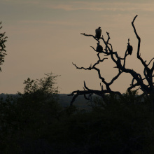 Krugerin kansallispuisto, Etelä-Afrikka