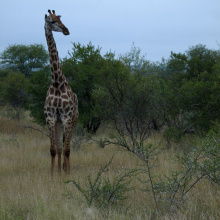 Krugerin kansallispuisto, Etelä-Afrikka