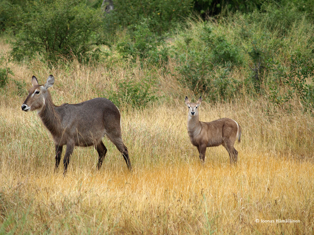Krugerin kansallispuisto, Etelä-Afrikka