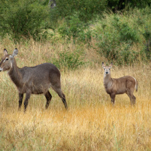 Krugerin kansallispuisto, Etelä-Afrikka Krugerin kansallispuisto, Etelä-Afrikka
