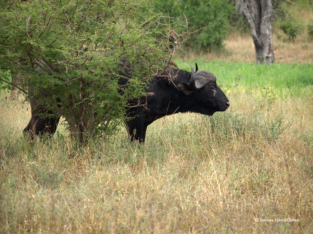 Krugerin kansallispuisto, Etelä-Afrikka