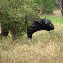 Krugerin kansallispuisto, Etelä-Afrikka